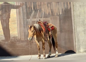 Caballo del fiordo noruego (Fjord), Caballo castrado, 7 años, 157 cm, Buckskin/Bayo