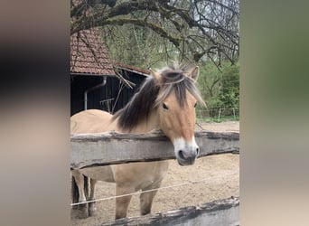 Caballo del fiordo noruego (Fjord), Caballo castrado, 8 años, 145 cm, Bayo