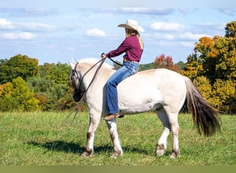 Caballo del fiordo noruego (Fjord), Caballo castrado, 9 años, 142 cm, Buckskin/Bayo