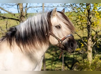 Caballo del fiordo noruego (Fjord), Caballo castrado, 9 años, 142 cm, Buckskin/Bayo