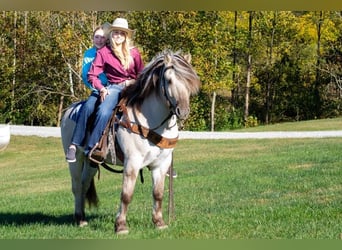 Caballo del fiordo noruego (Fjord), Caballo castrado, 9 años, 142 cm, Buckskin/Bayo