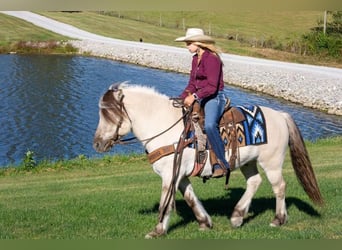 Caballo del fiordo noruego (Fjord), Caballo castrado, 9 años, 142 cm, Buckskin/Bayo