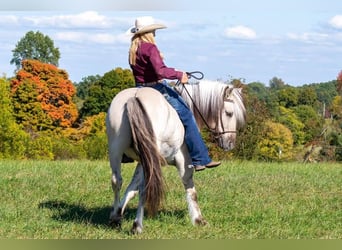 Caballo del fiordo noruego (Fjord), Caballo castrado, 9 años, 142 cm, Buckskin/Bayo