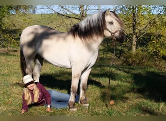 Caballo del fiordo noruego (Fjord), Caballo castrado, 9 años, 142 cm, Buckskin/Bayo