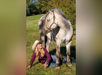 Caballo del fiordo noruego (Fjord), Caballo castrado, 9 años, 142 cm, Buckskin/Bayo