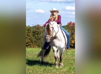 Caballo del fiordo noruego (Fjord), Caballo castrado, 9 años, 142 cm, Buckskin/Bayo