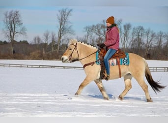 Caballo del fiordo noruego (Fjord), Caballo castrado, 9 años, 147 cm, Buckskin/Bayo