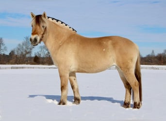 Caballo del fiordo noruego (Fjord), Caballo castrado, 9 años, 147 cm, Buckskin/Bayo