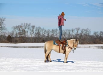 Caballo del fiordo noruego (Fjord), Caballo castrado, 9 años, 147 cm, Buckskin/Bayo