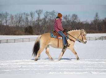 Caballo del fiordo noruego (Fjord), Caballo castrado, 9 años, 147 cm, Buckskin/Bayo