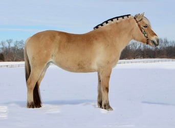 Caballo del fiordo noruego (Fjord), Caballo castrado, 9 años, 147 cm, Buckskin/Bayo