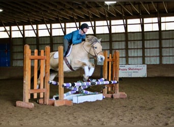 Caballo del fiordo noruego (Fjord), Caballo castrado, 9 años, 147 cm, Buckskin/Bayo