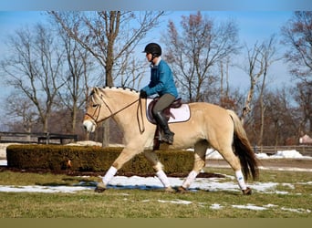 Caballo del fiordo noruego (Fjord), Caballo castrado, 9 años, 147 cm, Buckskin/Bayo