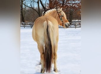 Caballo del fiordo noruego (Fjord), Caballo castrado, 9 años, 147 cm, Buckskin/Bayo