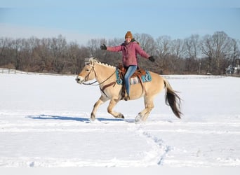 Caballo del fiordo noruego (Fjord), Caballo castrado, 9 años, 147 cm, Buckskin/Bayo