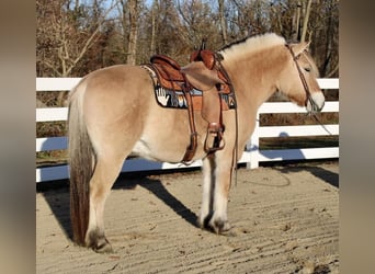Caballo del fiordo noruego (Fjord), Caballo castrado, 9 años, 150 cm, Bayo