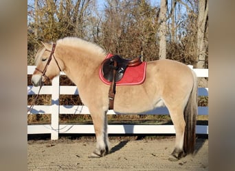 Caballo del fiordo noruego (Fjord), Caballo castrado, 9 años, 150 cm, Bayo