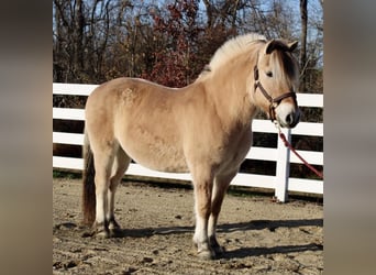 Caballo del fiordo noruego (Fjord), Caballo castrado, 9 años, 150 cm, Bayo