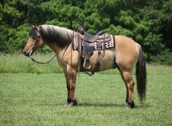 Caballo del fiordo noruego (Fjord), Caballo castrado, 9 años, Buckskin/Bayo