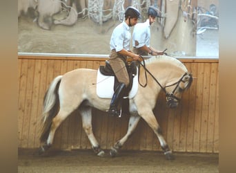 Caballo del fiordo noruego (Fjord), Semental, 12 años, 145 cm, Bayo