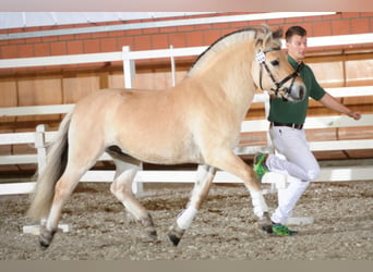 Caballo del fiordo noruego (Fjord), Semental, 12 años, 145 cm, Bayo