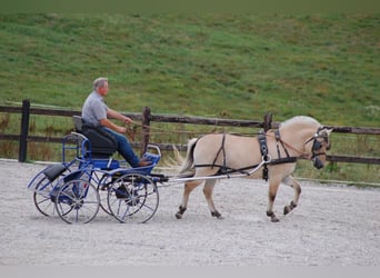 Caballo del fiordo noruego (Fjord), Semental, 12 años, 145 cm, Bayo