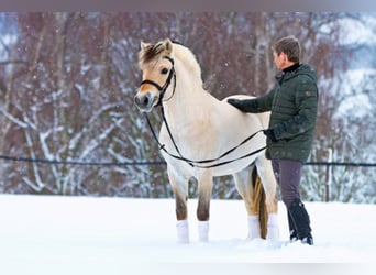 Caballo del fiordo noruego (Fjord), Semental, 12 años, 145 cm, Bayo