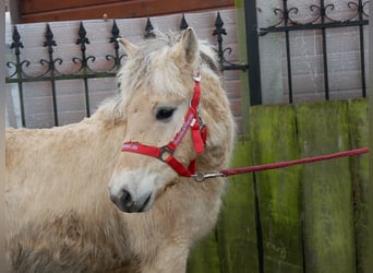 Caballo del fiordo noruego (Fjord), Semental, 1 año, 118 cm