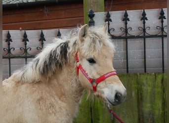 Caballo del fiordo noruego (Fjord), Semental, 1 año, 118 cm