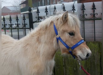 Caballo del fiordo noruego (Fjord), Semental, 1 año, 121 cm