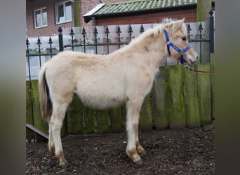 Caballo del fiordo noruego (Fjord), Semental, 1 año, 121 cm