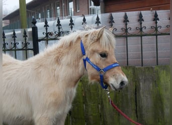 Caballo del fiordo noruego (Fjord), Semental, 1 año, 121 cm