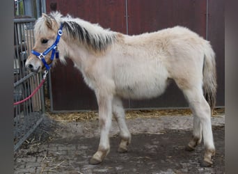 Caballo del fiordo noruego (Fjord), Semental, 1 año, 121 cm