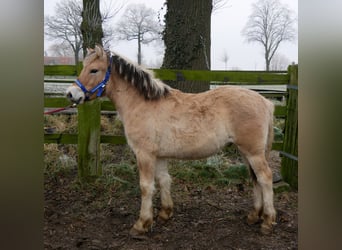 Caballo del fiordo noruego (Fjord), Semental, 1 año, 124 cm