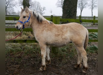 Caballo del fiordo noruego (Fjord), Semental, 1 año, 124 cm