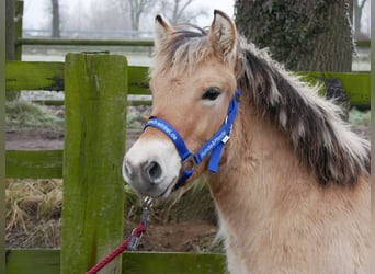 Caballo del fiordo noruego (Fjord), Semental, 1 año, 124 cm