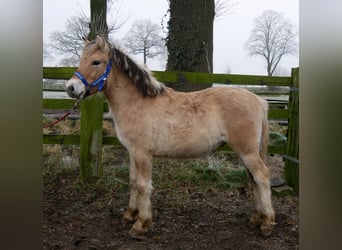 Caballo del fiordo noruego (Fjord), Semental, 1 año, 124 cm