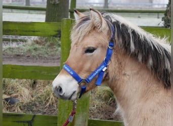 Caballo del fiordo noruego (Fjord), Semental, 1 año, 124 cm