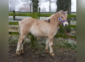 Caballo del fiordo noruego (Fjord), Semental, 1 año, 124 cm