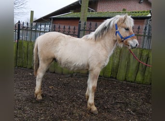 Caballo del fiordo noruego (Fjord), Semental, 1 año, 126 cm