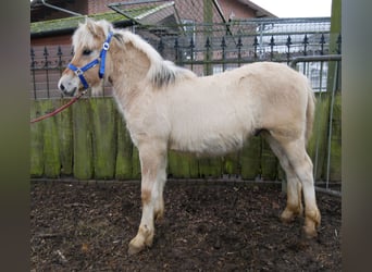 Caballo del fiordo noruego (Fjord), Semental, 1 año, 126 cm