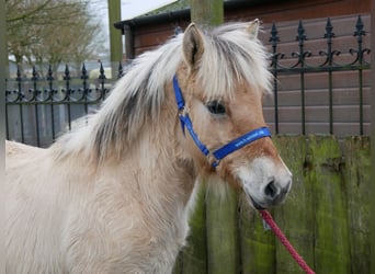 Caballo del fiordo noruego (Fjord), Semental, 1 año, 126 cm