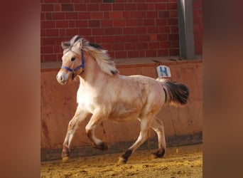 Caballo del fiordo noruego (Fjord), Semental, 1 año, 130 cm