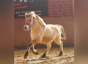 Caballo del fiordo noruego (Fjord), Semental, 1 año, 130 cm