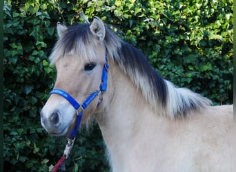 Caballo del fiordo noruego (Fjord), Semental, 1 año, 130 cm