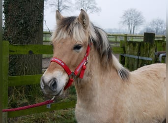 Caballo del fiordo noruego (Fjord), Semental, 1 año, 131 cm