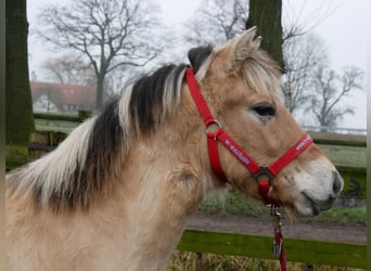 Caballo del fiordo noruego (Fjord), Semental, 1 año, 131 cm