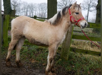 Caballo del fiordo noruego (Fjord), Semental, 1 año, 131 cm