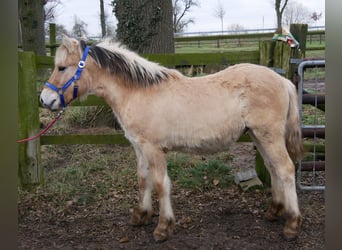 Caballo del fiordo noruego (Fjord), Semental, 1 año, 131 cm