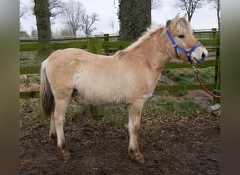 Caballo del fiordo noruego (Fjord), Semental, 1 año, 131 cm